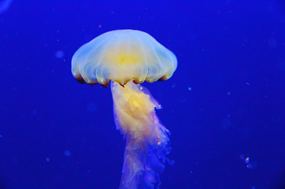 jellyfish-1231823_400.jpg