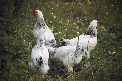 chickens-866507_400.jpg