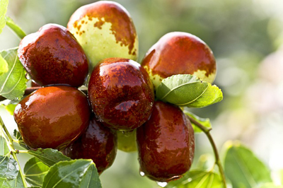 jujube-931587_400.jpg