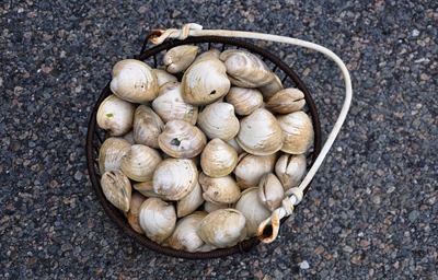 clams-2209621_400.jpg