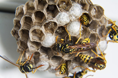 swarm-1903243_400.jpg