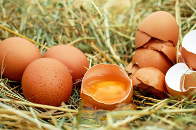 egg-1510449_400.jpg